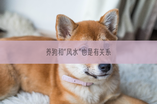 养狗和“风水”也是有关系