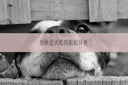 给秋田犬吃内脏的坏处