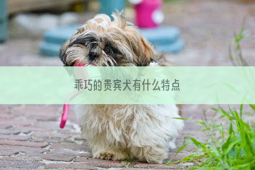 乖巧的贵宾犬有什么特点