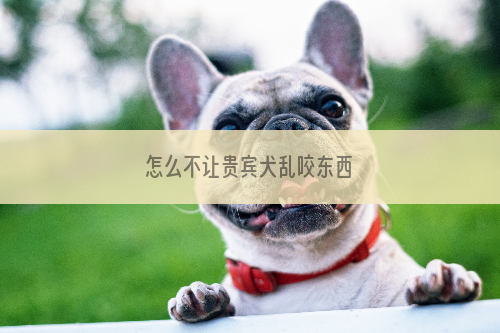 怎么不让贵宾犬乱咬东西