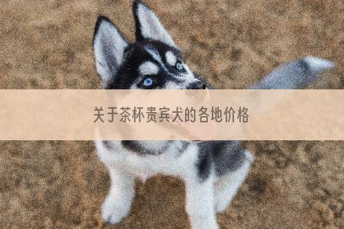 关于茶杯贵宾犬的各地价格