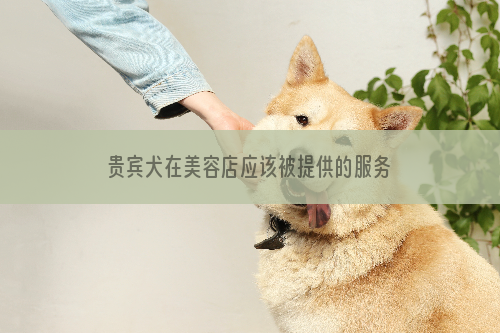 贵宾犬在美容店应该被提供的服务有哪些