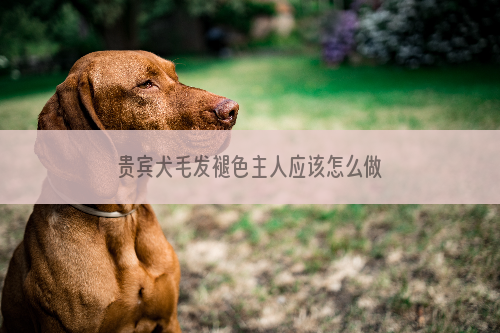 贵宾犬毛发褪色主人应该怎么做