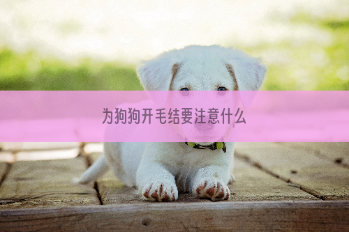 为狗狗开毛结要注意什么