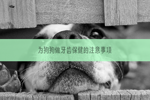 为狗狗做牙齿保健的注意事项
