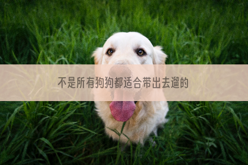 不是所有狗狗都适合带出去遛的
