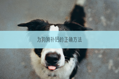 为狗狗补钙的正确方法