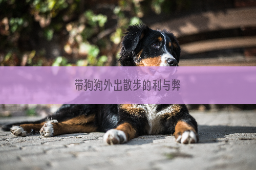 带狗狗外出散步的利与弊