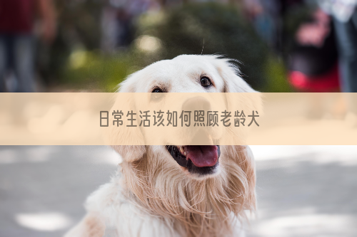 日常生活该如何照顾老龄犬