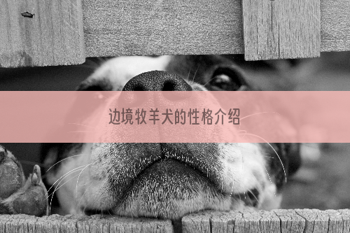 边境牧羊犬的性格介绍