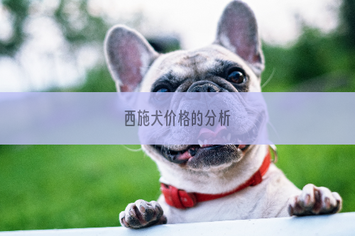 西施犬价格的分析