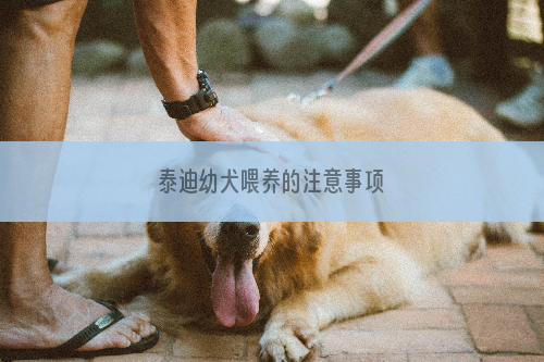 泰迪幼犬喂养的注意事项