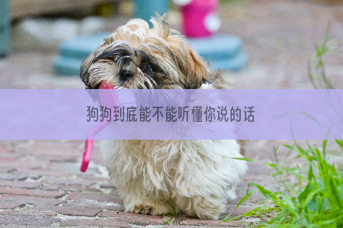 狗狗到底能不能听懂你说的话