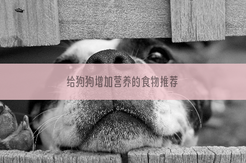 给狗狗增加营养的食物推荐
