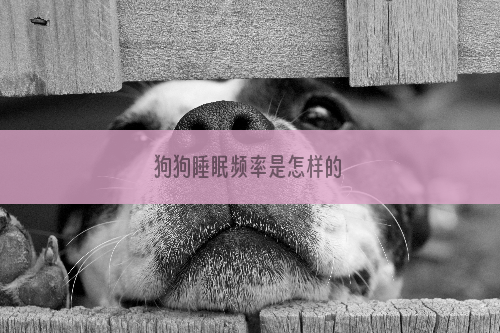 狗狗睡眠频率是怎样的