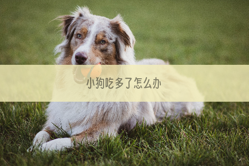 小狗吃多了怎么办