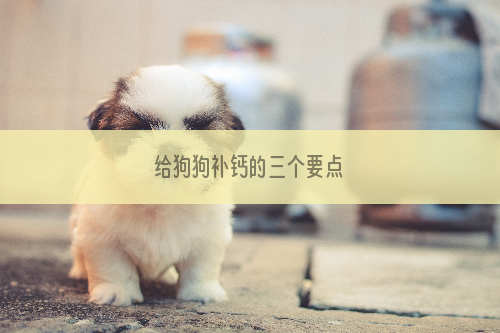 给狗狗补钙的三个要点