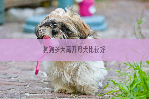 狗狗多大离开母犬比较好