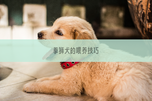 拳狮犬的喂养技巧