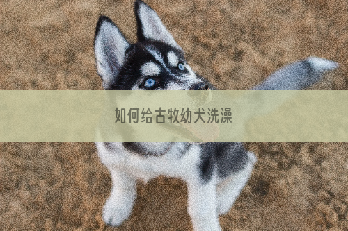 如何给古牧幼犬洗澡