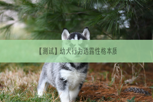 【测试】幼犬行为透露性格本质