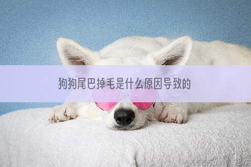 狗狗尾巴掉毛是什么原因导致的
