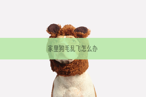 家里狗毛乱飞怎么办