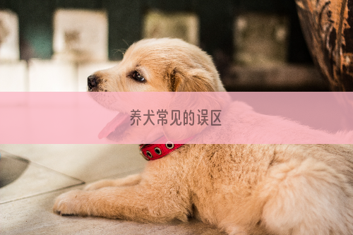 养犬常见的误区