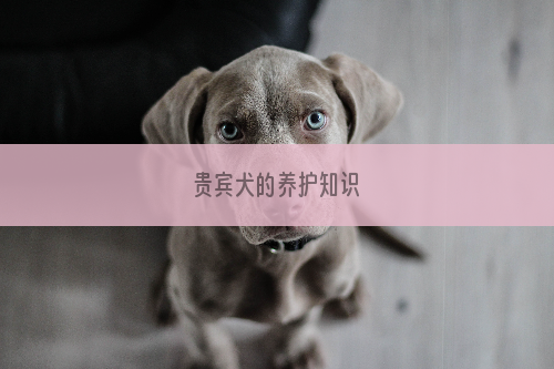 贵宾犬的养护知识