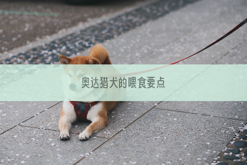 奥达猎犬的喂食要点