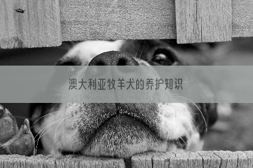 澳大利亚牧羊犬的养护知识