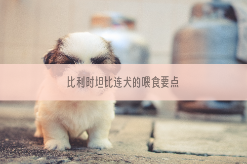 比利时坦比连犬的喂食要点