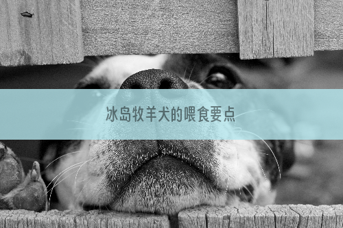 冰岛牧羊犬的喂食要点