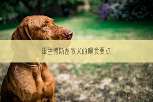 法兰德斯畜牧犬的喂食要点
