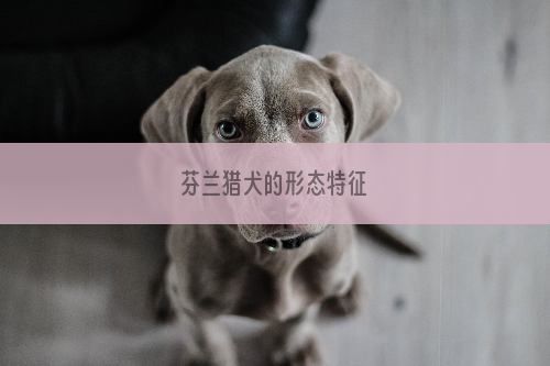 芬兰猎犬的形态特征