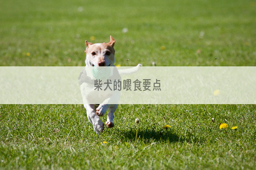 柴犬的喂食要点