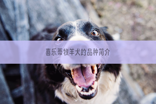 喜乐蒂牧羊犬的品种简介