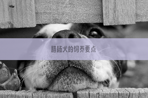 腊肠犬的饲养要点