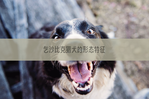 乞沙比克猎犬的形态特征