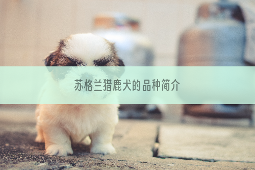 苏格兰猎鹿犬的品种简介