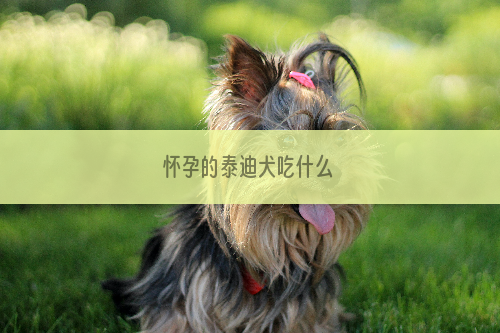 怀孕的泰迪犬吃什么