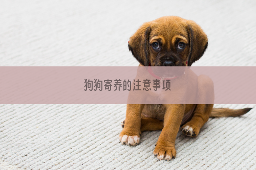 狗狗寄养的注意事项