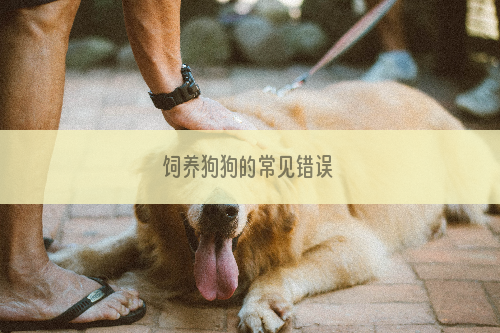 饲养狗狗的常见错误