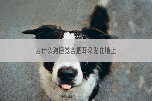 为什么狗睡觉会把耳朵贴在地上
