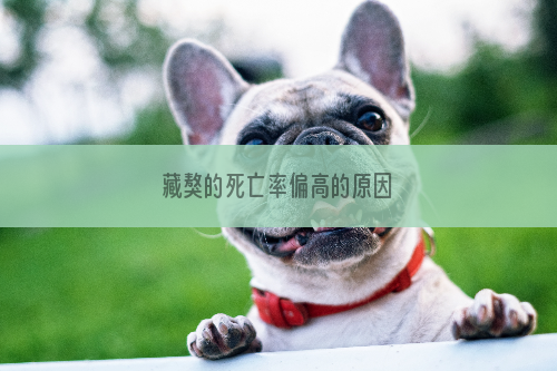 藏獒的死亡率偏高的原因