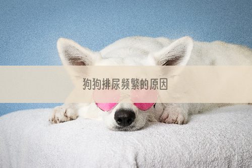 狗狗排尿频繁的原因