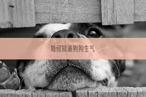 如何知道狗狗生气