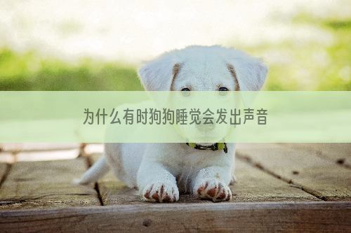 为什么有时狗狗睡觉会发出声音