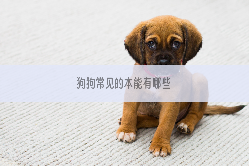 狗狗常见的本能有哪些