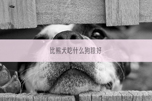 比熊犬吃什么狗粮好